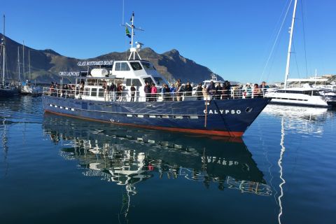 Da Cidade do Cabo: passeio de barco com fundo de vidro para observação de focas
