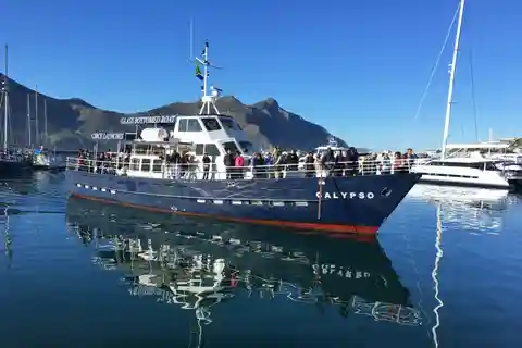 From Cape Town: Glass-Bottom Boat Seal Watching Tour