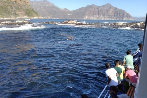 De Cape Town: visite d'observation des phoques en bateau à fond de verre