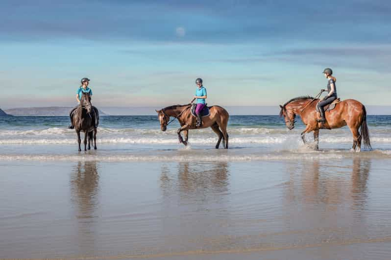 Taghazout: Sunset Horse Riding Experience on the Beach | GetYourGuide