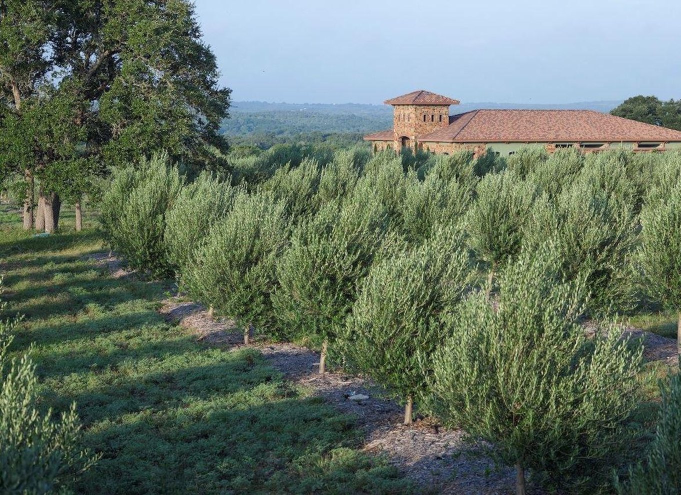 Dripping Springs: Olivenolie og balsamicoeddike smagning