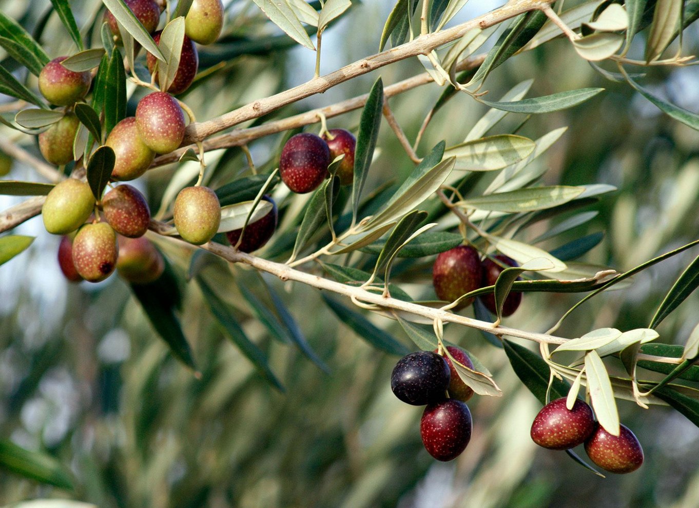 Dripping Springs: Olivenolie og balsamicoeddike smagning