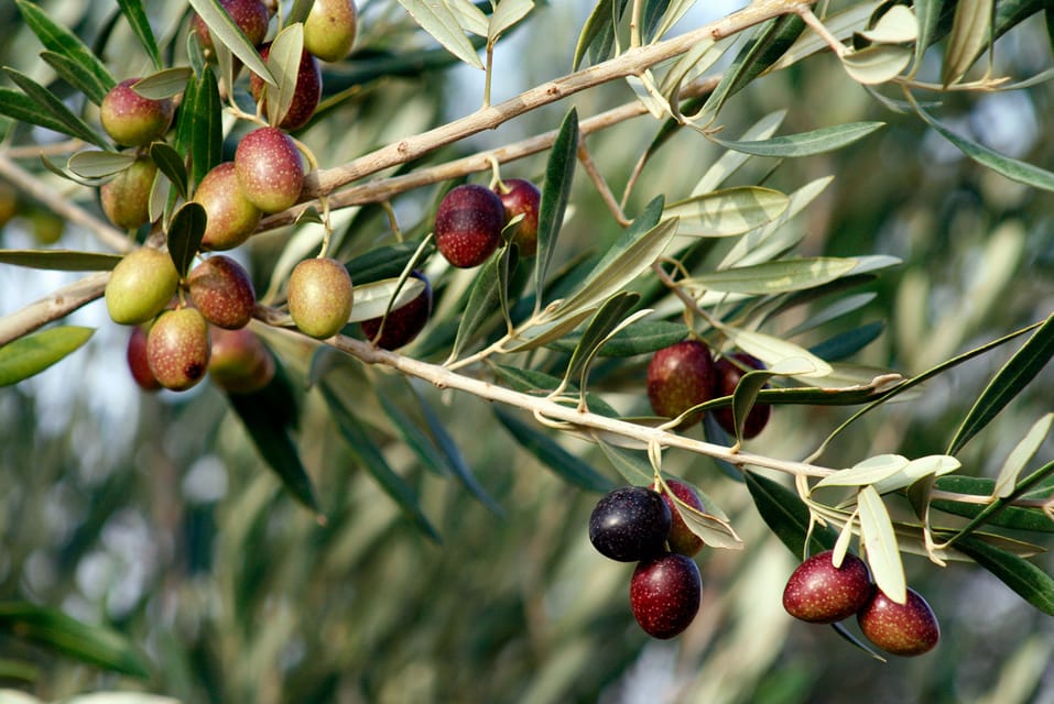 Sorgenti Gocciolanti Degustazione Di Olio D Oliva E Aceto Balsamico