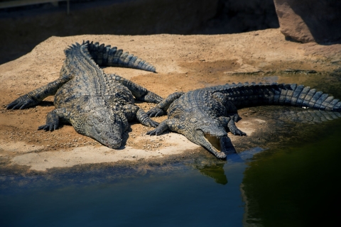 From Taghazout: Agadir Crocoparc Ticket and Transfer