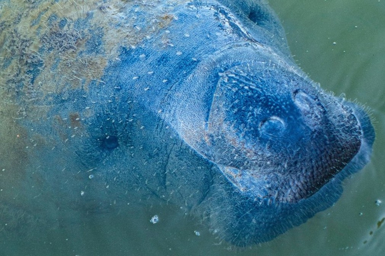 Naples, FL: Manatee, Dolphin, 10,000 Islands Sunset Cruise Sunset Cruise for Large Groups of 7 People or More