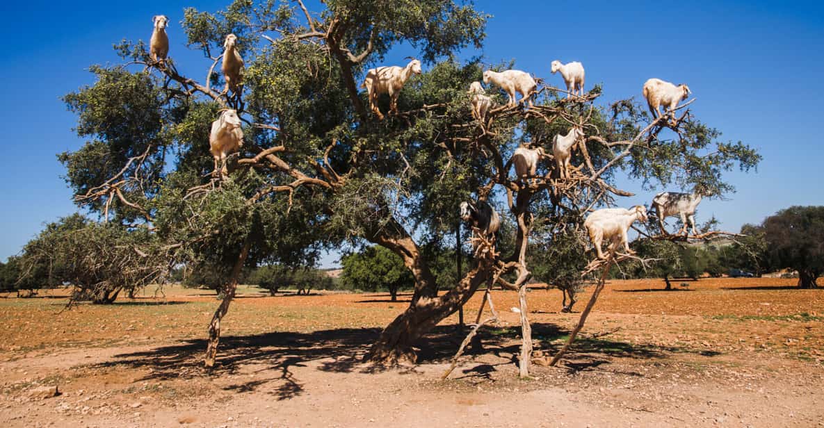 From Taghazout TreeClimbing Goats Sightseeing Tour GetYourGuide
