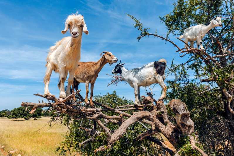 Desde Taghazout: recorrido turístico por las cabras trepadoras de árboles |  GetYourGuide
