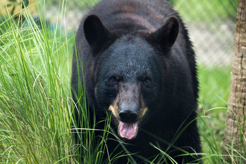 Orlando: Zoo na Florydzie: bilet wstępu bez kolejki