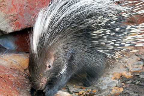 Orlando : Zoo de Floride centrale : billet coupe-file