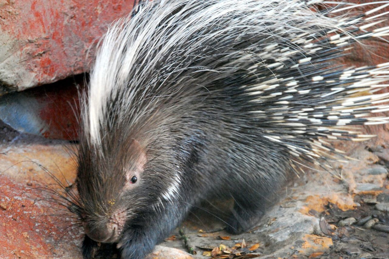 Orlando : Zoo de Floride centrale : billet coupe-file