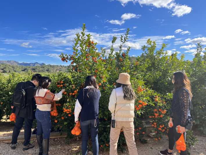 valencia orange farm tour