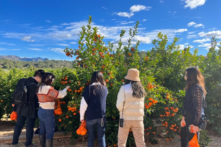 Valencia: sinaasappelboerderij en boomgaardreis met proeverijen