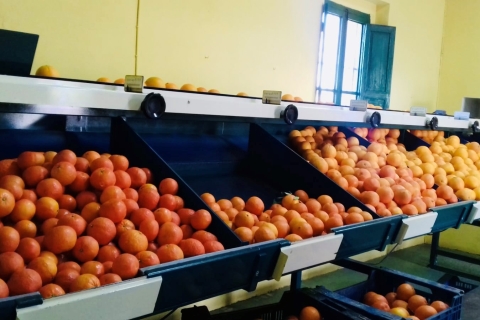 Valencia: Orange Farm and Orchard Trip with Tastings