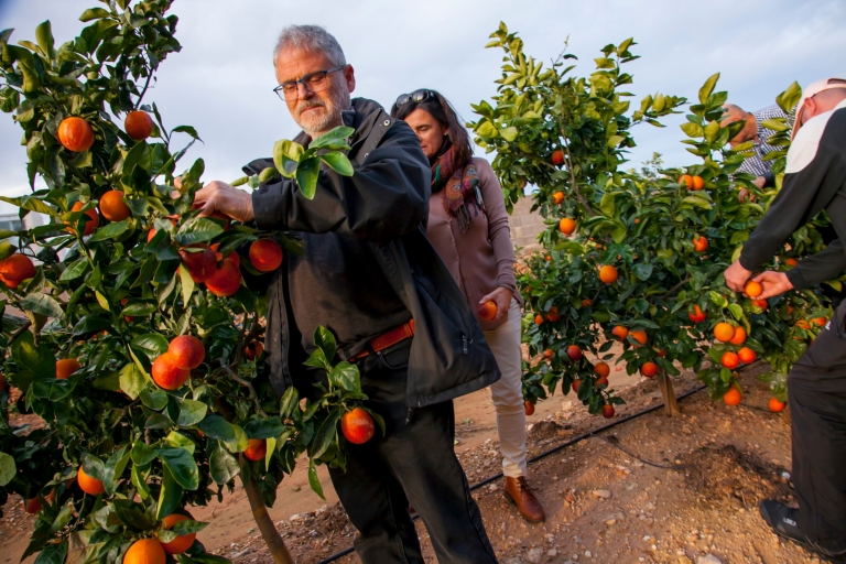 Valencia: viaje a la granja de naranjas y al huerto con degustaciones