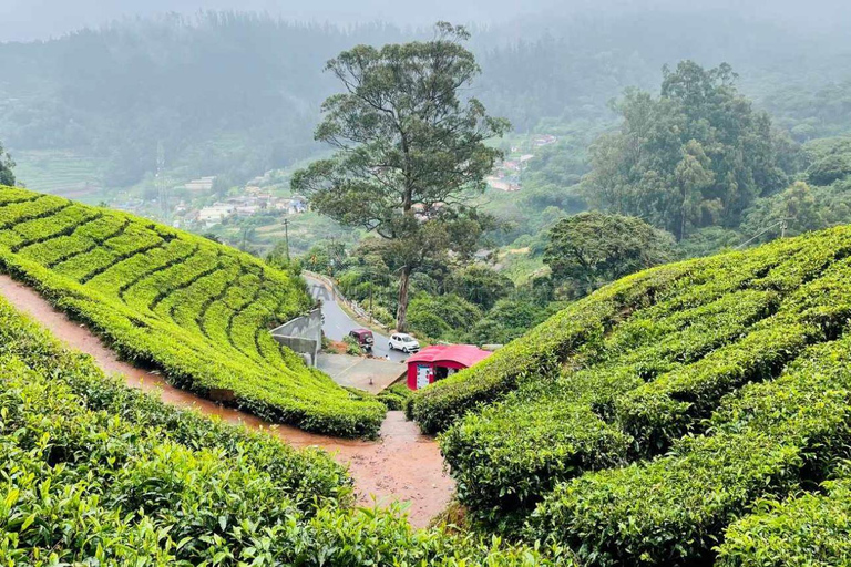 From Bangalore: Majestic Ooty Hill Station Tour 2N/3D