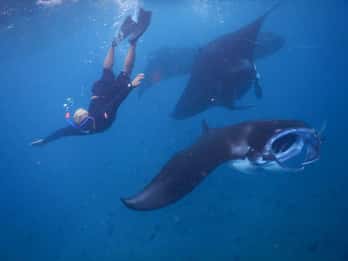 Manta Tour in Nusa Lembongan en Nusa Penida