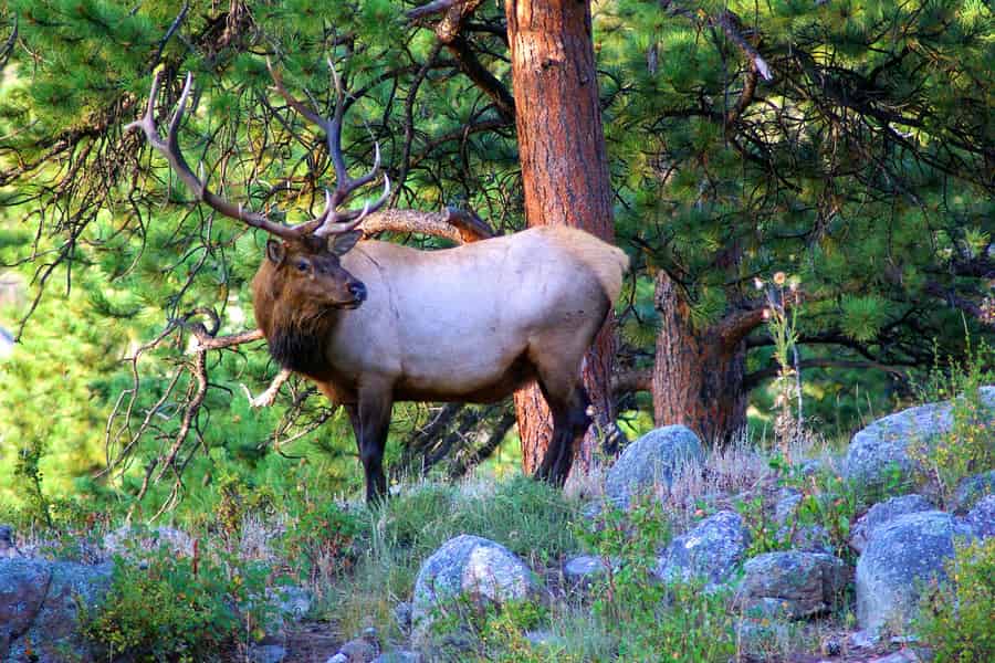 Von Denver aus: Wandertour durch die Rockies. Foto: GetYourGuide