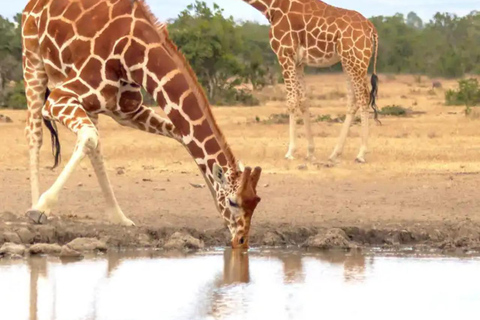 Ol Pejeta Conservancy Full-Day Safari