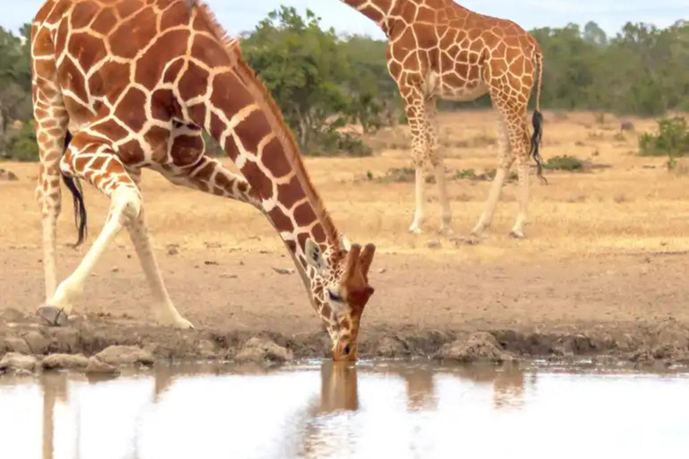 Całodniowe safari w rezerwacie Ol Pejeta