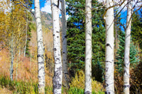 De Denver, Red Rocks, Evergreen et Echo Lake Tour - Housity