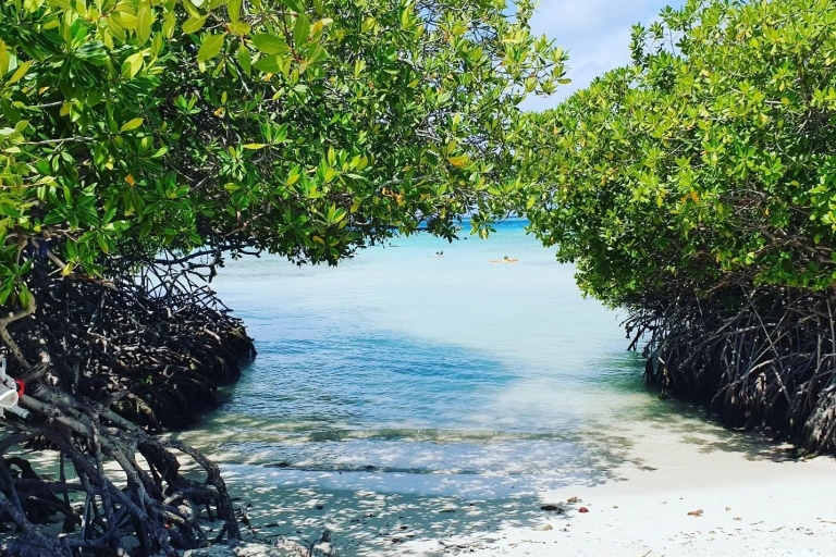 Aruba: Kajakboottocht door mangrovebossen met heldere bodem