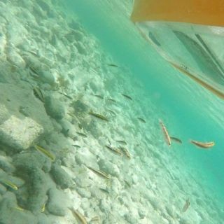 Aruba: Clear-Bottom Mangrove Forest Kayak Boat Tour