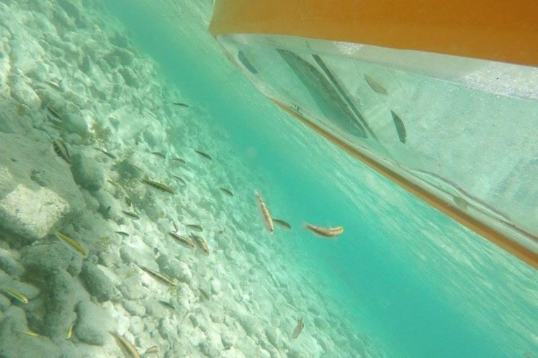 Aruba: tour en kayak por el bosque de manglares de fondo claro