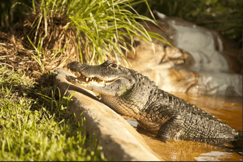 Everglades: pacote de aventura de aerobarco Sawgrass ParkPacote padrão