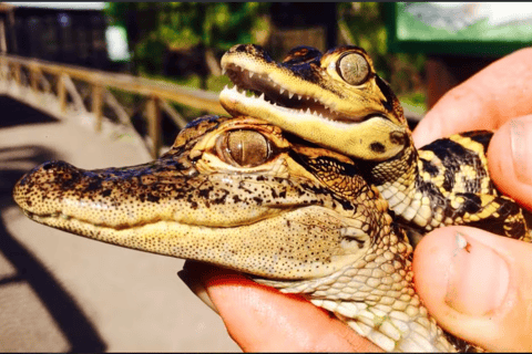 Everglades: Sawgrass Park Airboat PaketStandard-Paket