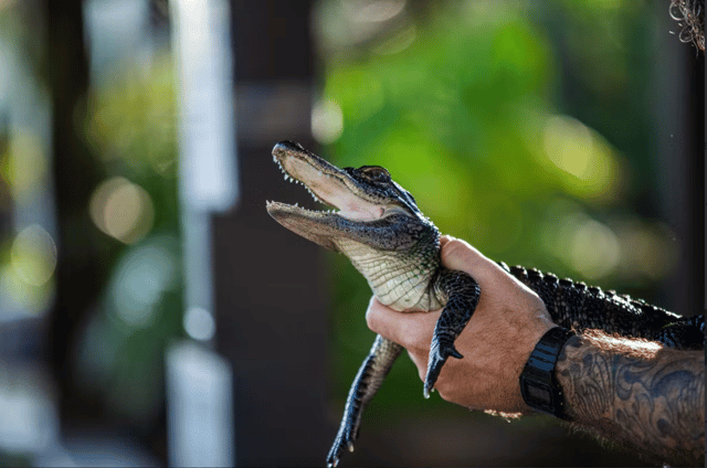 Everglades: tour privato della mostra dei rettili di Sawgrass Park