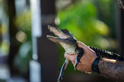 Everglades: Sawgrass Park Reptile Exhibit Private Tour