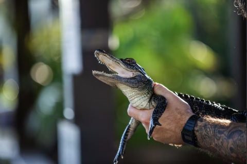 Everglades: Prywatna wycieczka po Sawgrass Park Reptile Exhibit
