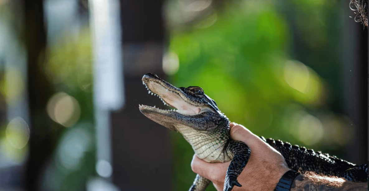 How Many Alligators Live in Florida's Sawgrass Lake? - AZ Animals