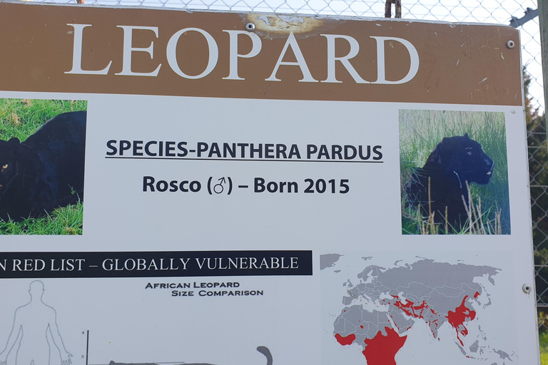 Cheetah, Giraffes Encounter, lion's park, and Wine Tasting