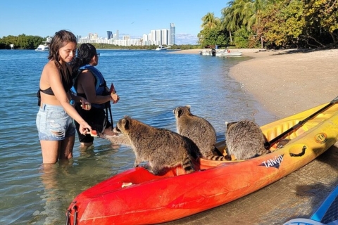 North Miami: Paddleboard ou Kayak Island et Animal Tour