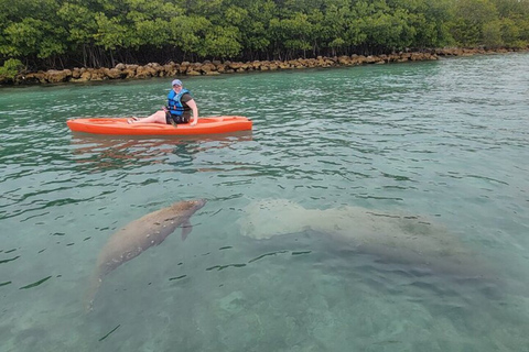 North Miami: Nature & Island Exploration on SUP/Kayak