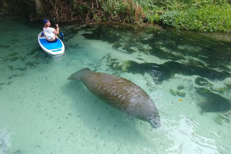 Norte de Miami: Exploração da natureza e da ilha em SUP/caiaque