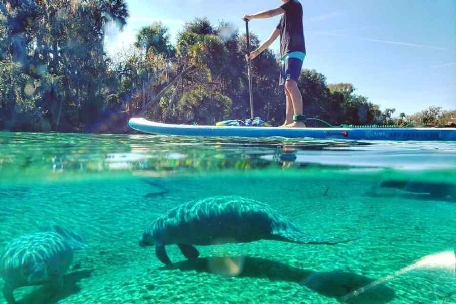 Nord-Miami: Paddleboard oder Kajak Insel- und Tier-Tour