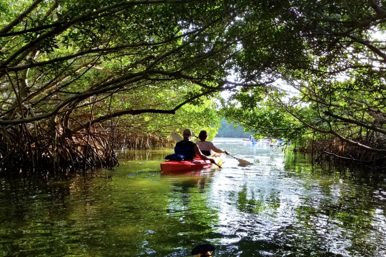 North Miami: Paddleboard lub Kayak Island i Animal Tour