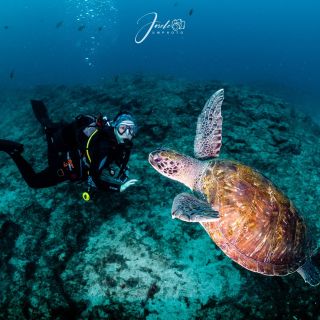 Tenerife: 2 Dives for Certified Divers in Los Cristianos