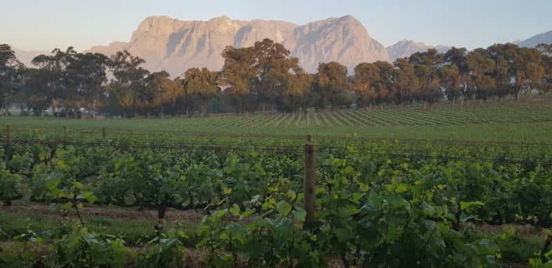 Privat Vinresa Till Stellenbosch Och Franschhoek | GetYourGuide