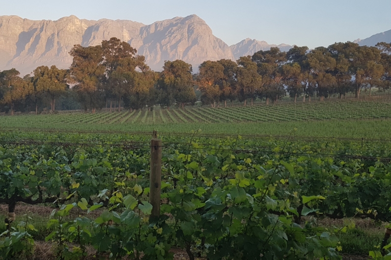 Du Cap: vignobles rouges de Stellenbosch avec dégustations