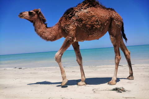 Djerba 1H30 Przejażdżka na wielbłądzie