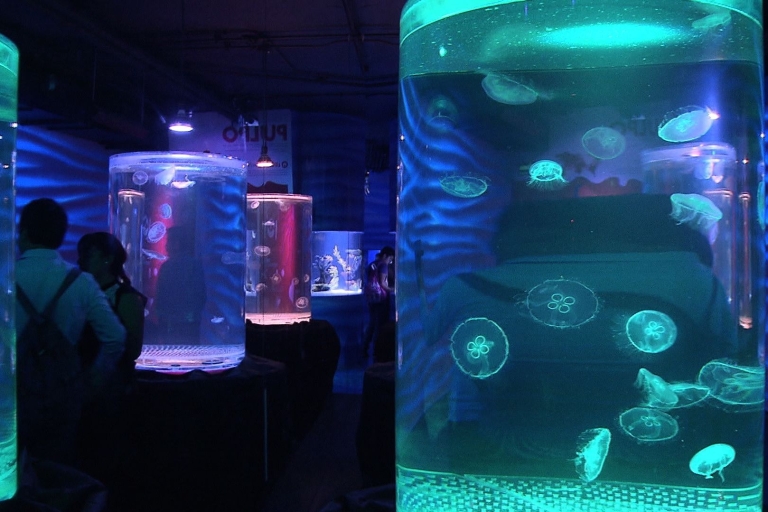 Mexico : visite de l'aquarium d'Inbursa avec transport