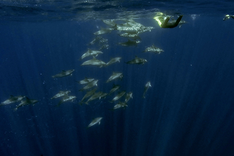 Açores : Nagez avec les dauphins Expérience atlantiqueRetrouvez-nous au port de plaisance