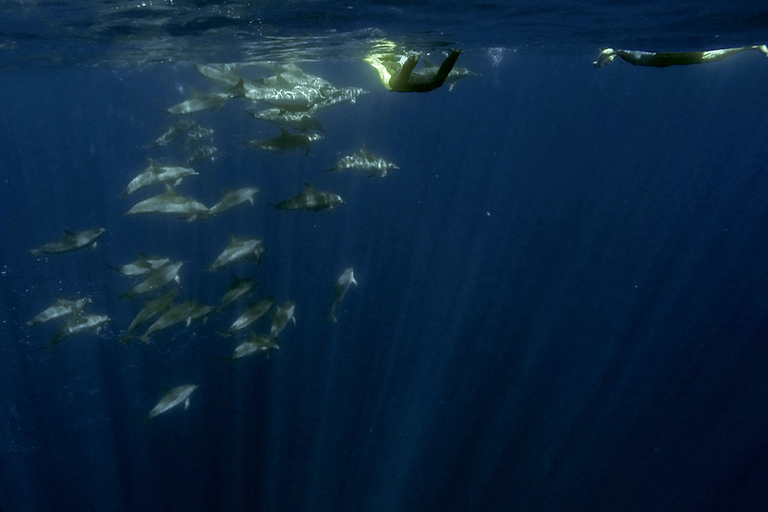 Azores: Experiencia Atlántica Nadar con DelfinesNos vemos en el puerto deportivo