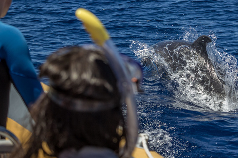 Azoren: zwemmen met dolfijnen Atlantic ExperienceOntmoet ons in de jachthaven