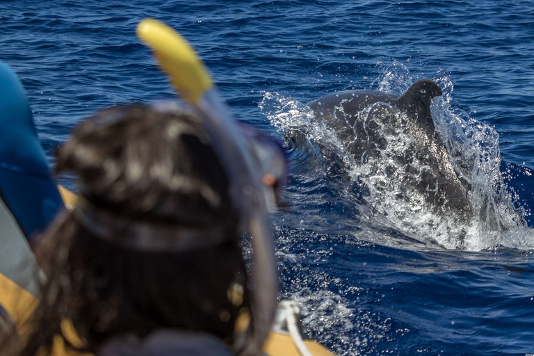 Azores: Swim with Dolphins Atlantic Experience With 8AM Hotel Pickup