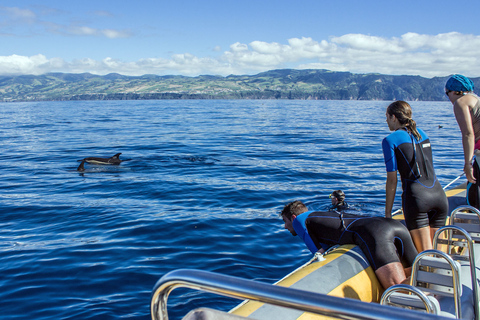 Açores: Nade com a Dolphins Atlantic ExperienceEncontre-nos na marina