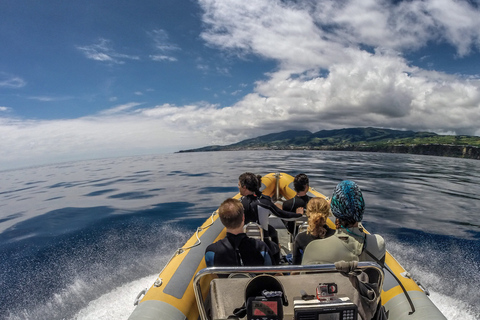 Azores: Experiencia Atlántica Nadar con DelfinesNos vemos en el puerto deportivo